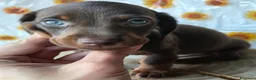 Bassotto cani in vendita: Bassotto maschio - Annuncio 2
