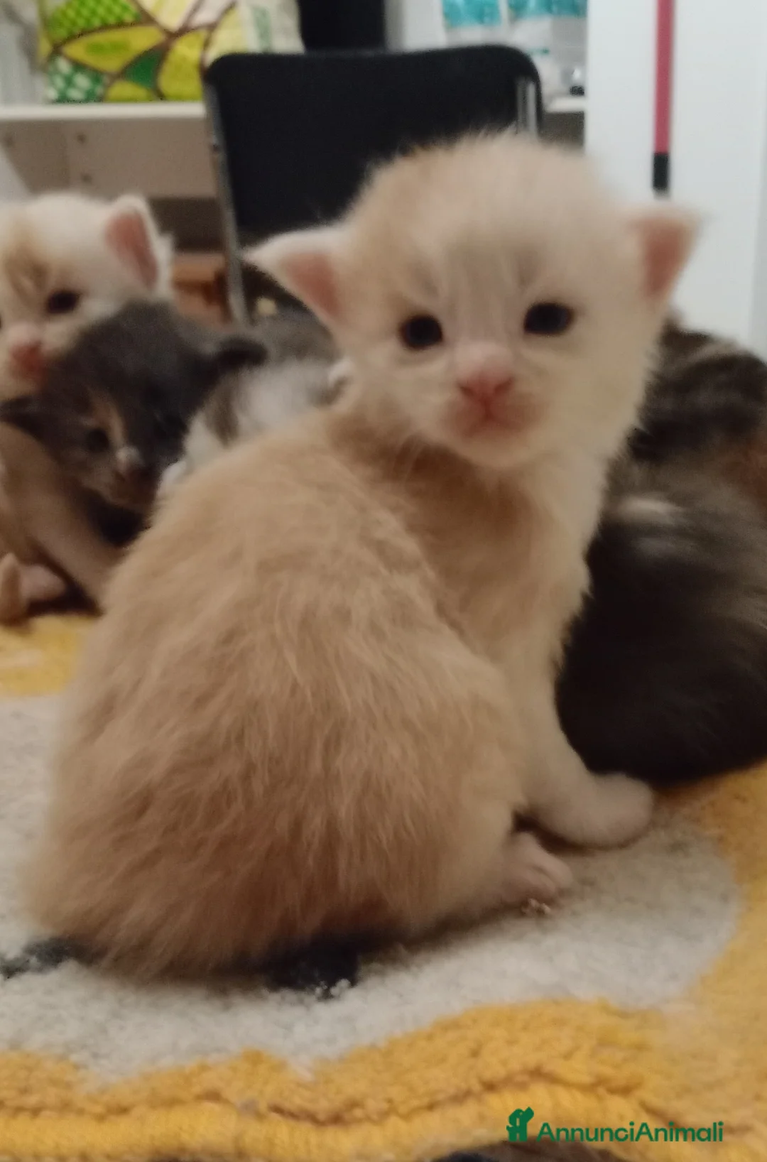 Maine Coon gatti in vendita: Maine coon cuccioli  - Annuncio 13