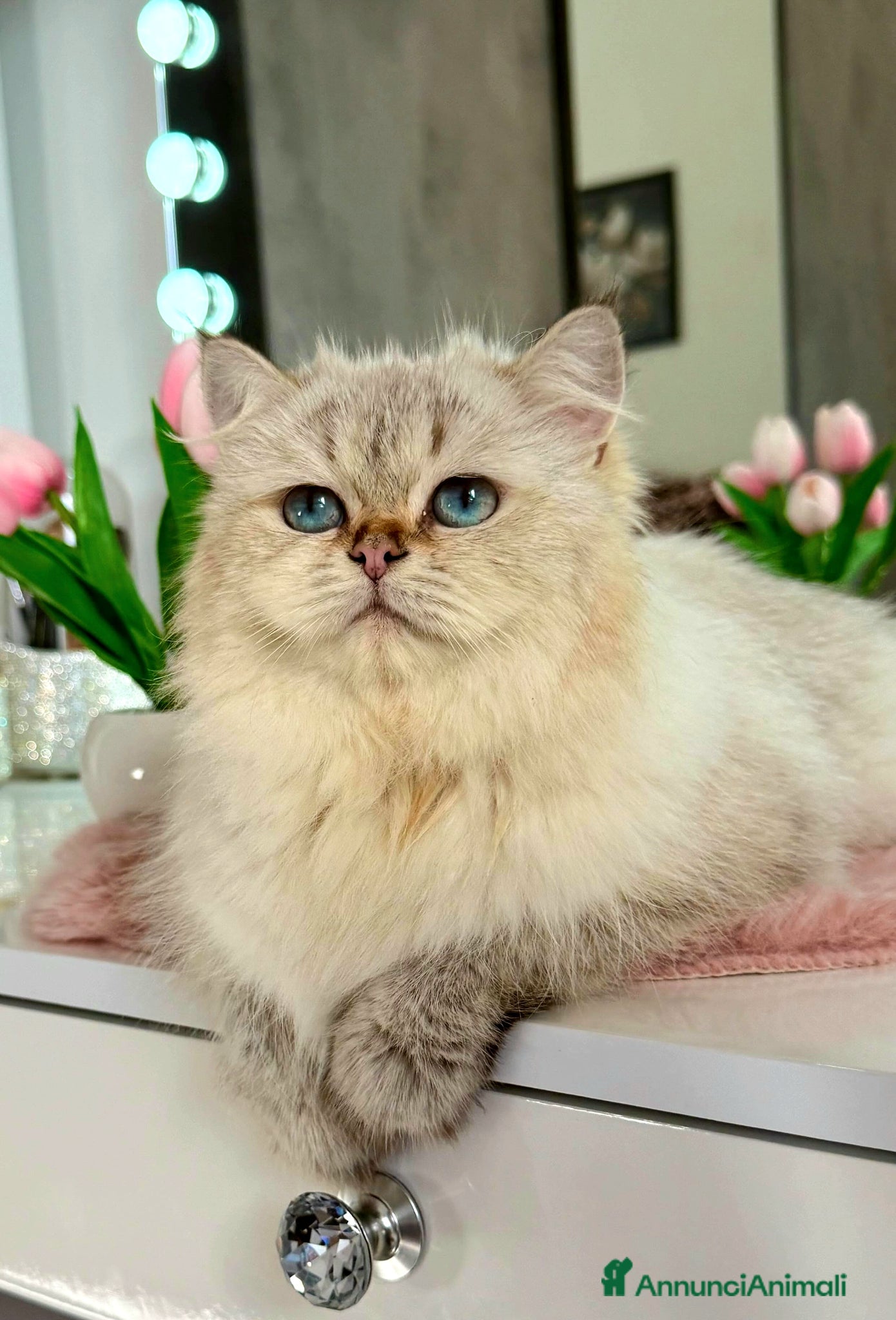 British gatti British longhair Golden Point - Annuncio 2