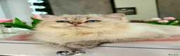 British gatti in vendita: British longhair Golden Point - Annuncio 1