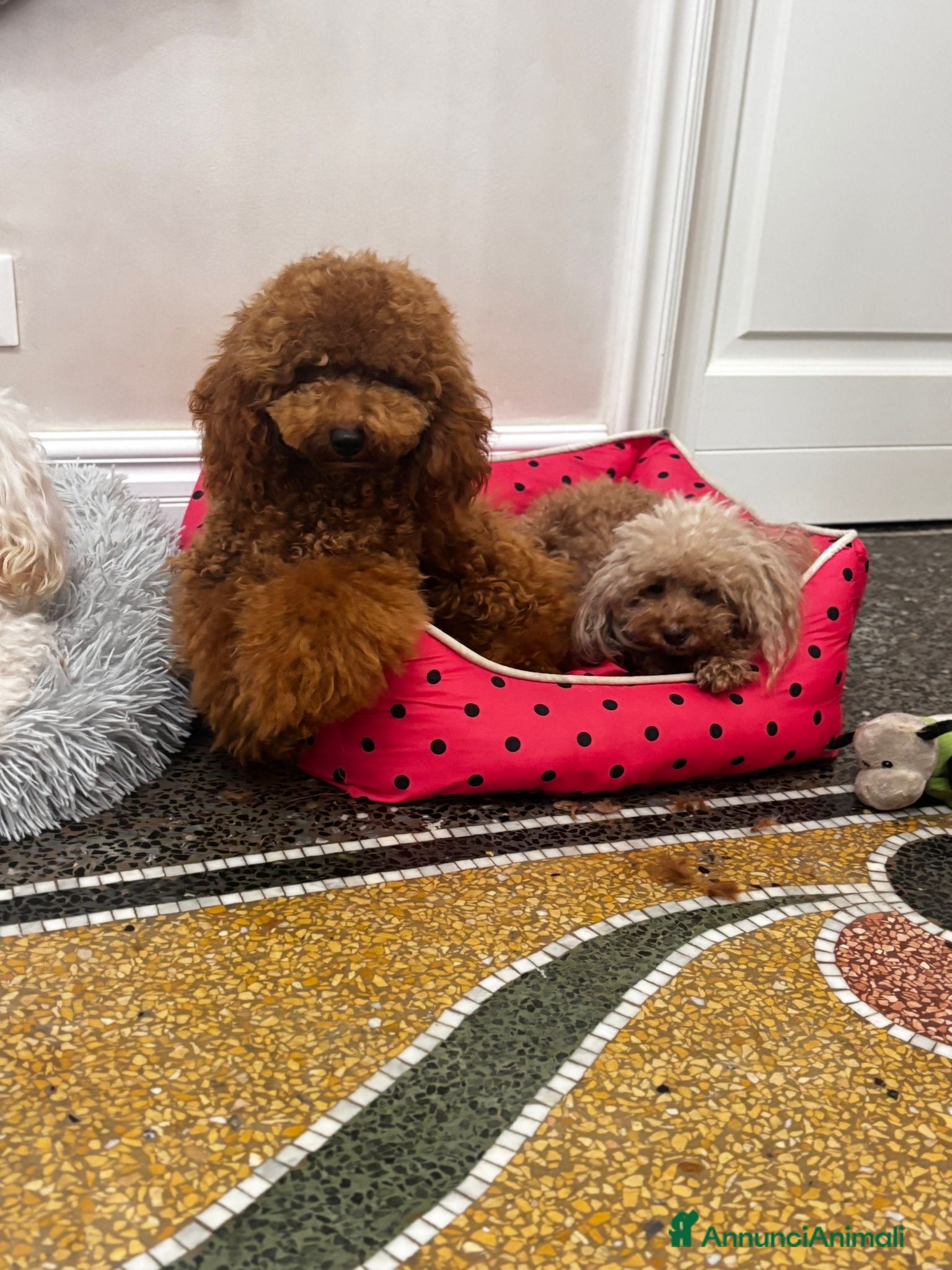 Barboncino cani Barboncino nano red  - Annuncio 9
