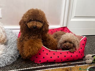 Barboncino cani Barboncino nano red - Annuncio 14