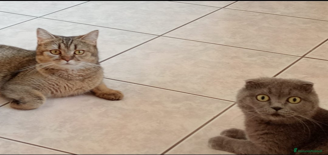 Immagine della galleria {{count}}