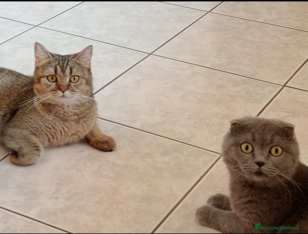 Immagine della galleria {{count}}