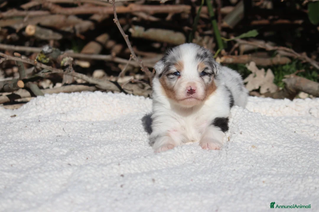 Australian Shepherd cani in vendita: Cuccioli di Pastore Australiano  - Annuncio 14