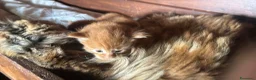 Maine Coon gatti in vendita: Cuccioli rossi di maine coon {AustinXBastet} - Annuncio 3