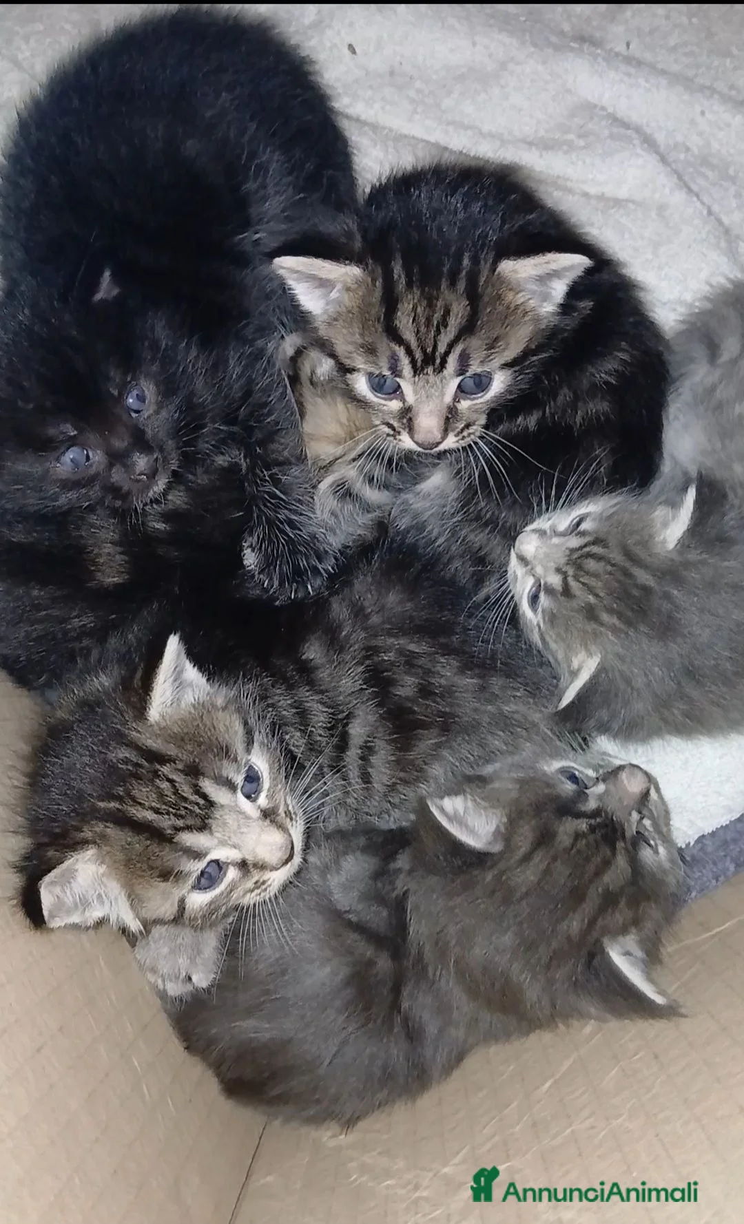 Maine Coon gatti in vendita: Dolcissimi maine coon a Provincia di Biella - Annuncio 3
