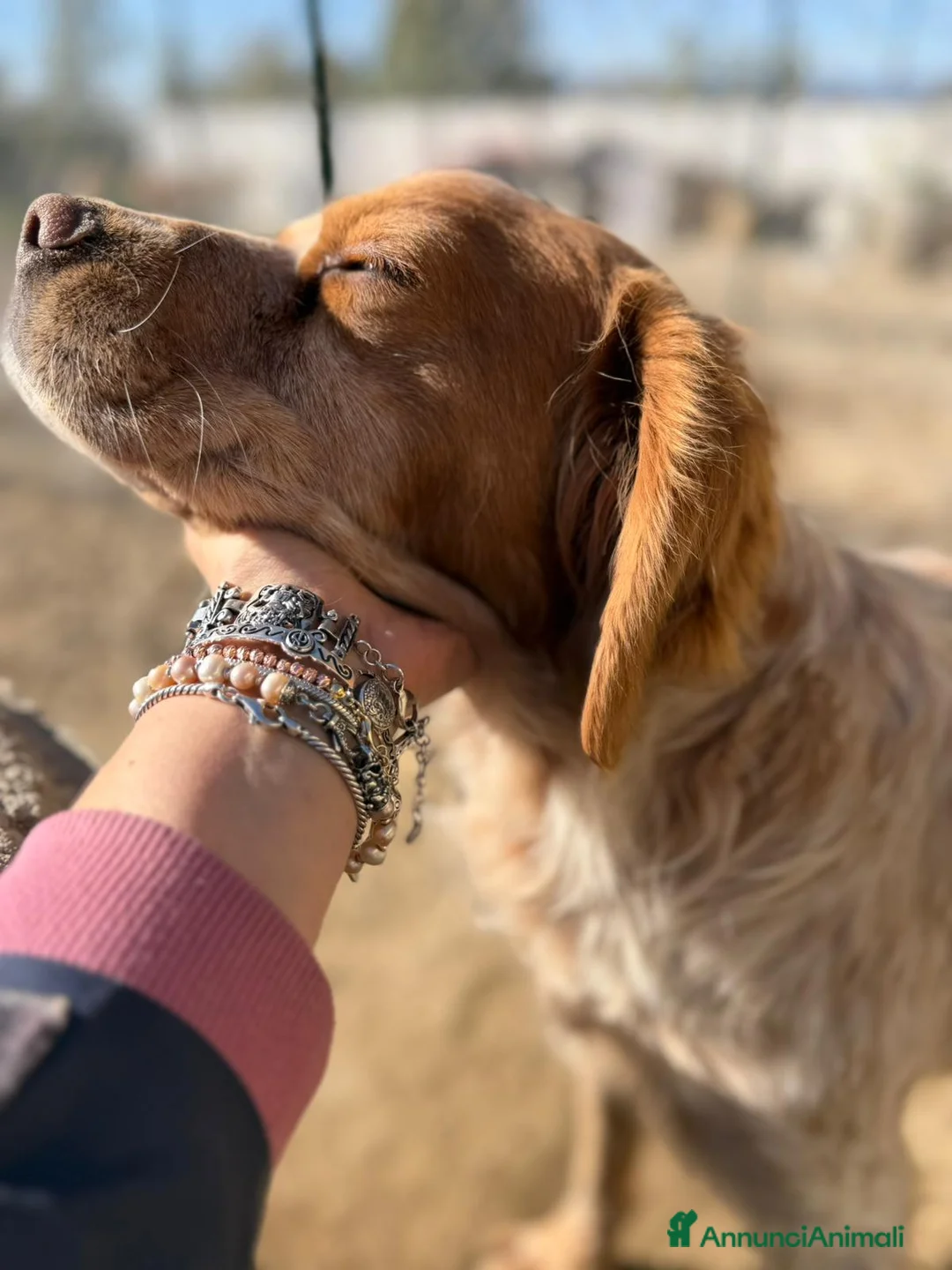 Meticcio cani in regalo:  Argo a Provincia di Crotone - Annuncio 5