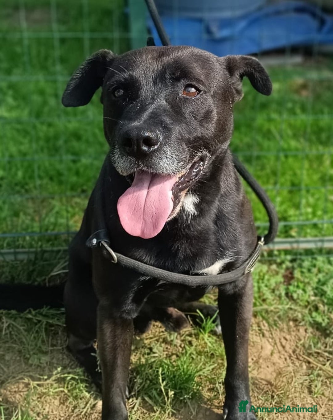 Pitbull cani in regalo: Boris, impossibile non innamorarsi di lui  - Annuncio 3