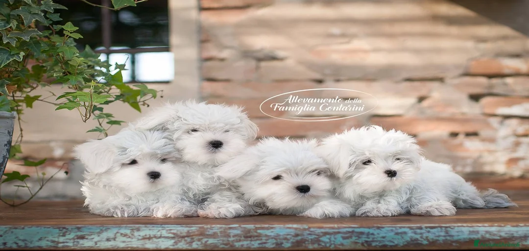 Immagine della galleria {{count}}