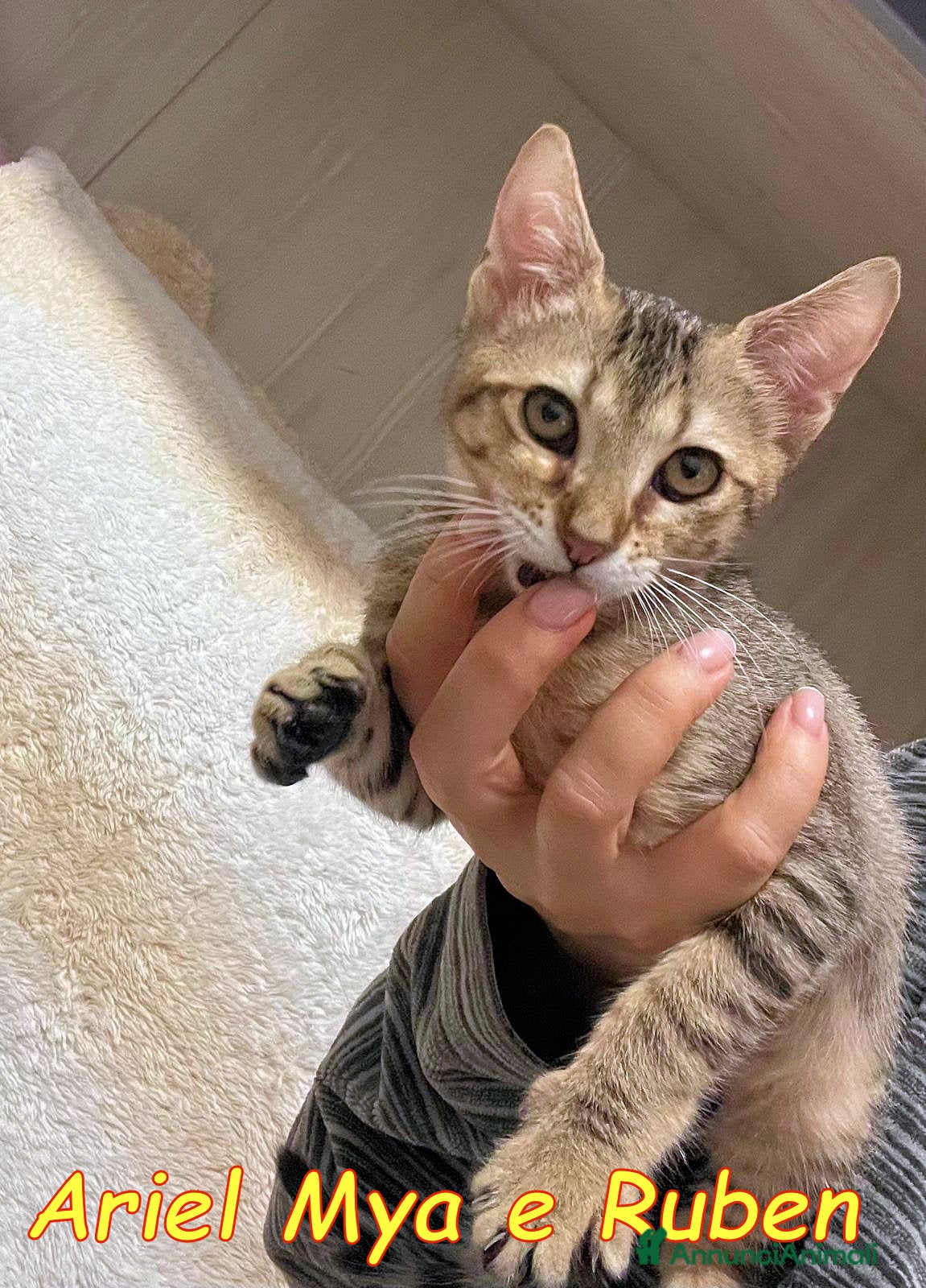 Europeo gatti TRE GATTINI DOLCISSIMI CERCANO CASA - Annuncio 9