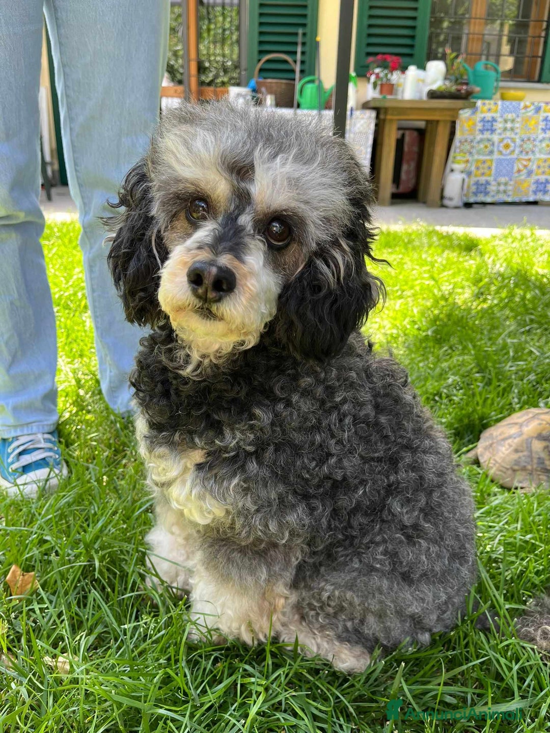 Barboncino cani in regalo: FRAGOLA & CILIEGIA, simpaticissime BARBOCINE - Annuncio 9