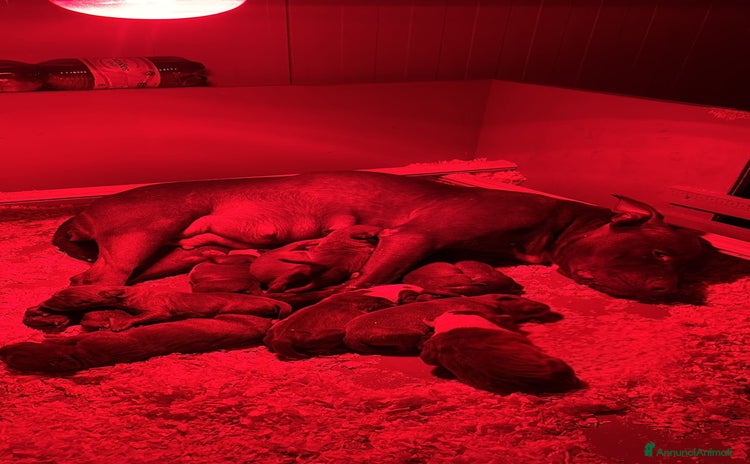 Pitbull cani - Annuncio 3