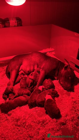 Pitbull cani Cuccioli di American Pit Bull Terrier - Annuncio 3