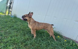 Bulldog Francese cani in regalo: Simil Bouledogue Francese a Provincia di Ferrara - Immagine 6