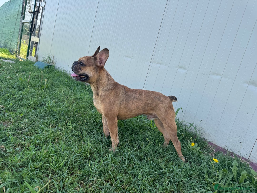 Bulldog Francese cani in regalo: Simil Bouledogue Francese a Provincia di Ferrara - Immagine 6