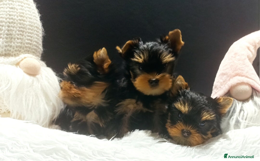 Yorkshire cani in vendita: Yorkshire toy a Provincia di Vicenza - Annuncio 1