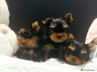 Yorkshire cani Yorkshire toy - Annuncio 2