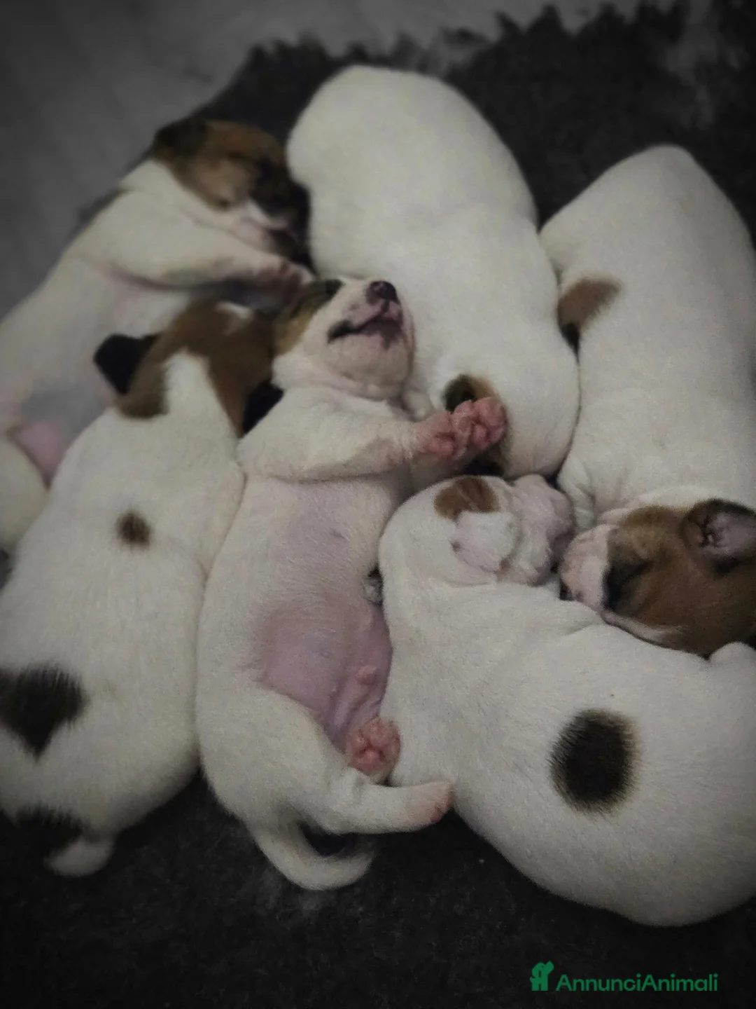 Jack Russell cani in vendita: Cuccioli Jack russell terrier - Annuncio 7