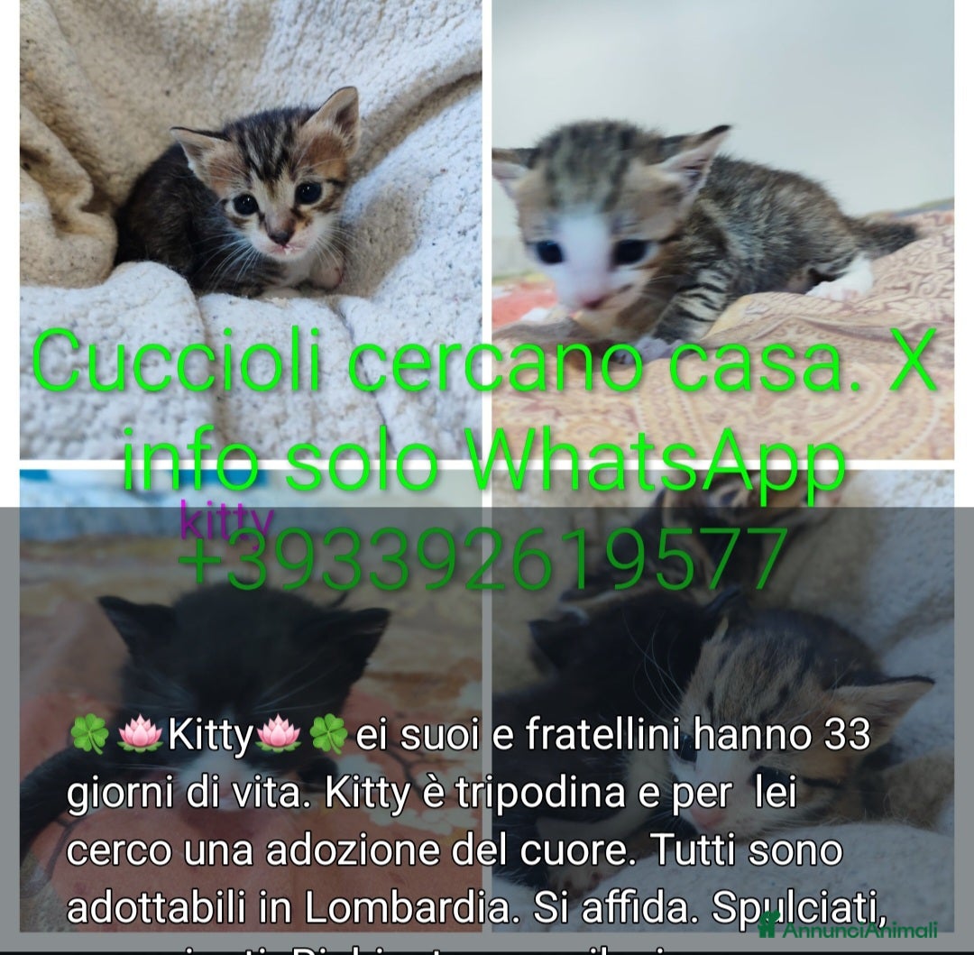Europeo gatti 4micini 40 giorni IN ARRIVO A MILANO - Annuncio 2
