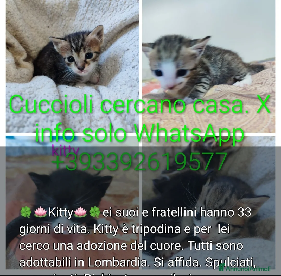 Europeo gatti in regalo: 4micini 40 giorni IN ARRIVO A MILANO - Annuncio 1
