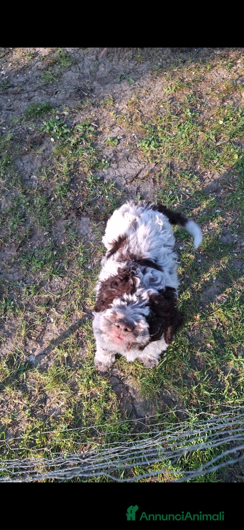 Lagotto cani Cucciolo di Lagotto - Annuncio 1