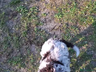 Lagotto cani Cucciolo di Lagotto - Annuncio 2
