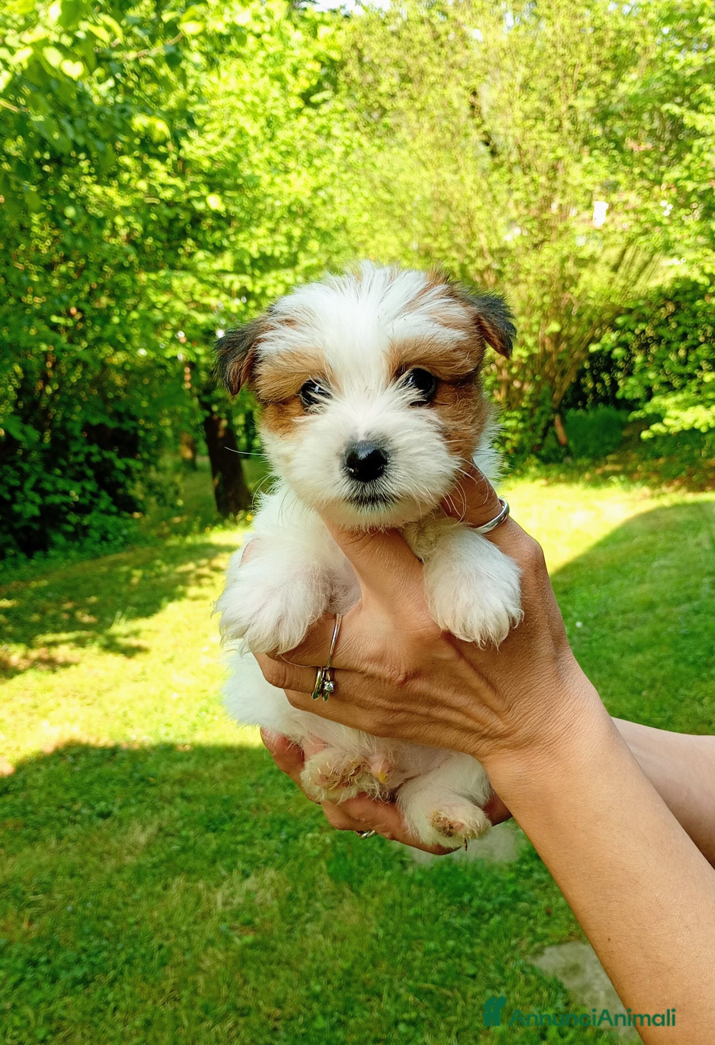 Jack Russell cani in vendita: Jack Russell a pelo ruvido - Annuncio 1