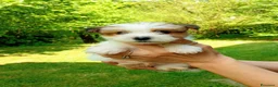 Jack Russell cani in vendita: Jack Russell a pelo ruvido - Annuncio 1