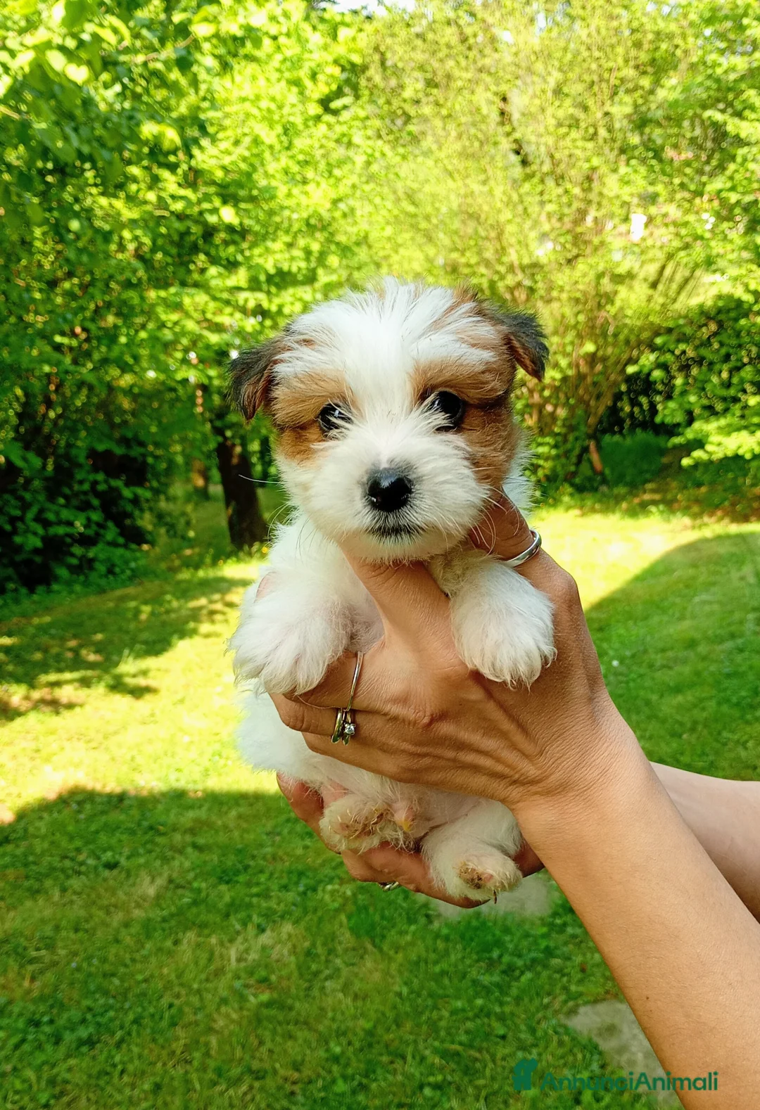 Jack Russell cani in vendita: Jack Russell a pelo ruvido - Annuncio 1