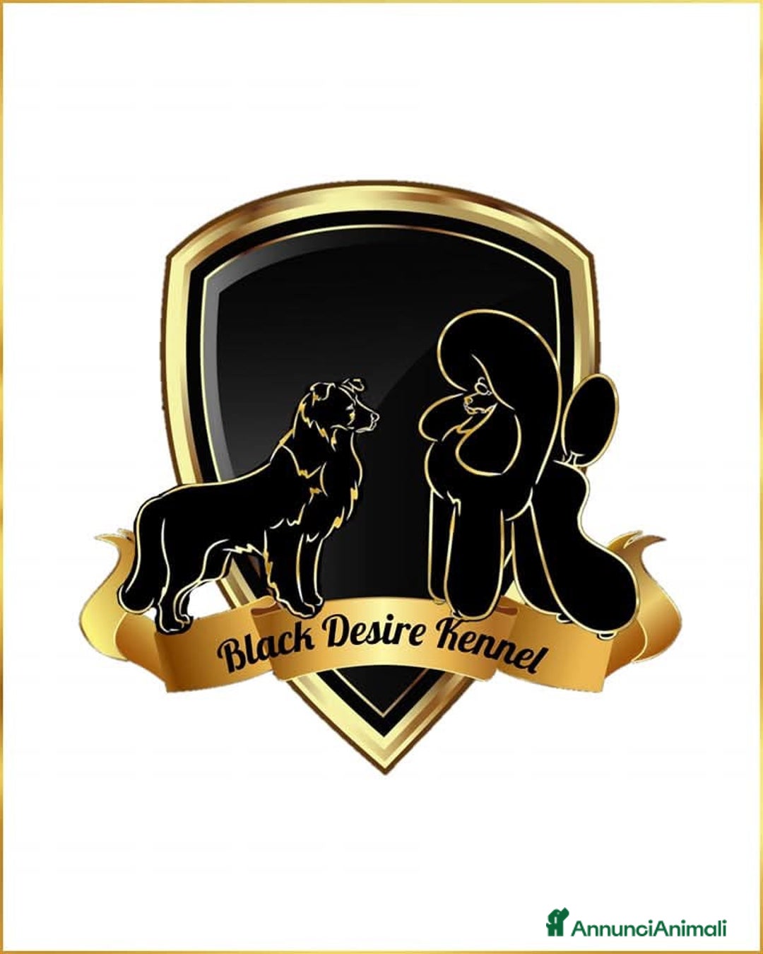 Border Collie cani in vendita: Border collie  - Annuncio 11