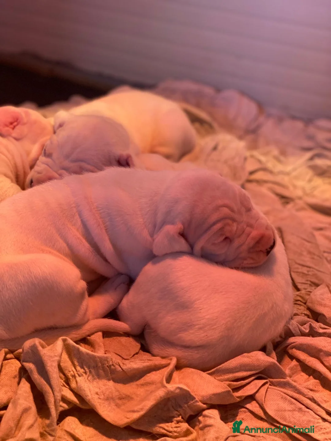 Dogo Argentino cani in vendita: CUCCIOLI DOGO ARGENTINO a Provincia di Verona - Annuncio 9