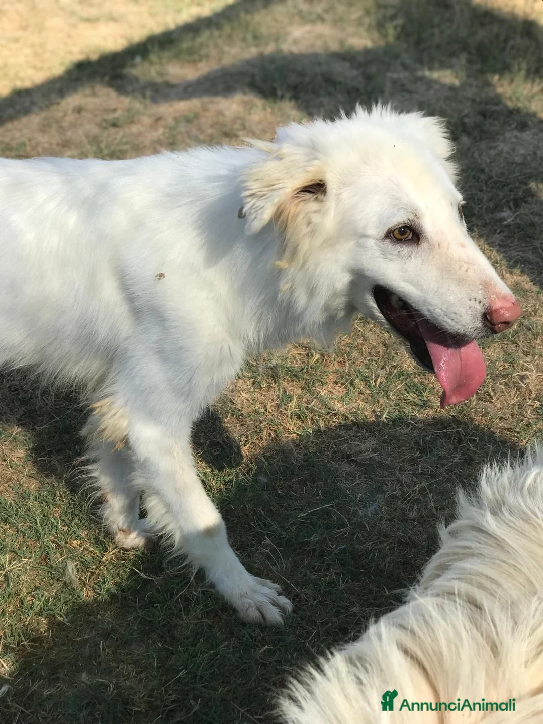 Meticcio cani in regalo: ERCOLE govane mix maremmano tg contenuta a Provincia di Latina - Annuncio 4