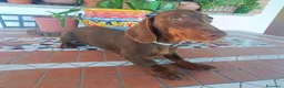 Bassotto cani in vendita: Elegante Bassotto disponibile.  - Annuncio 4