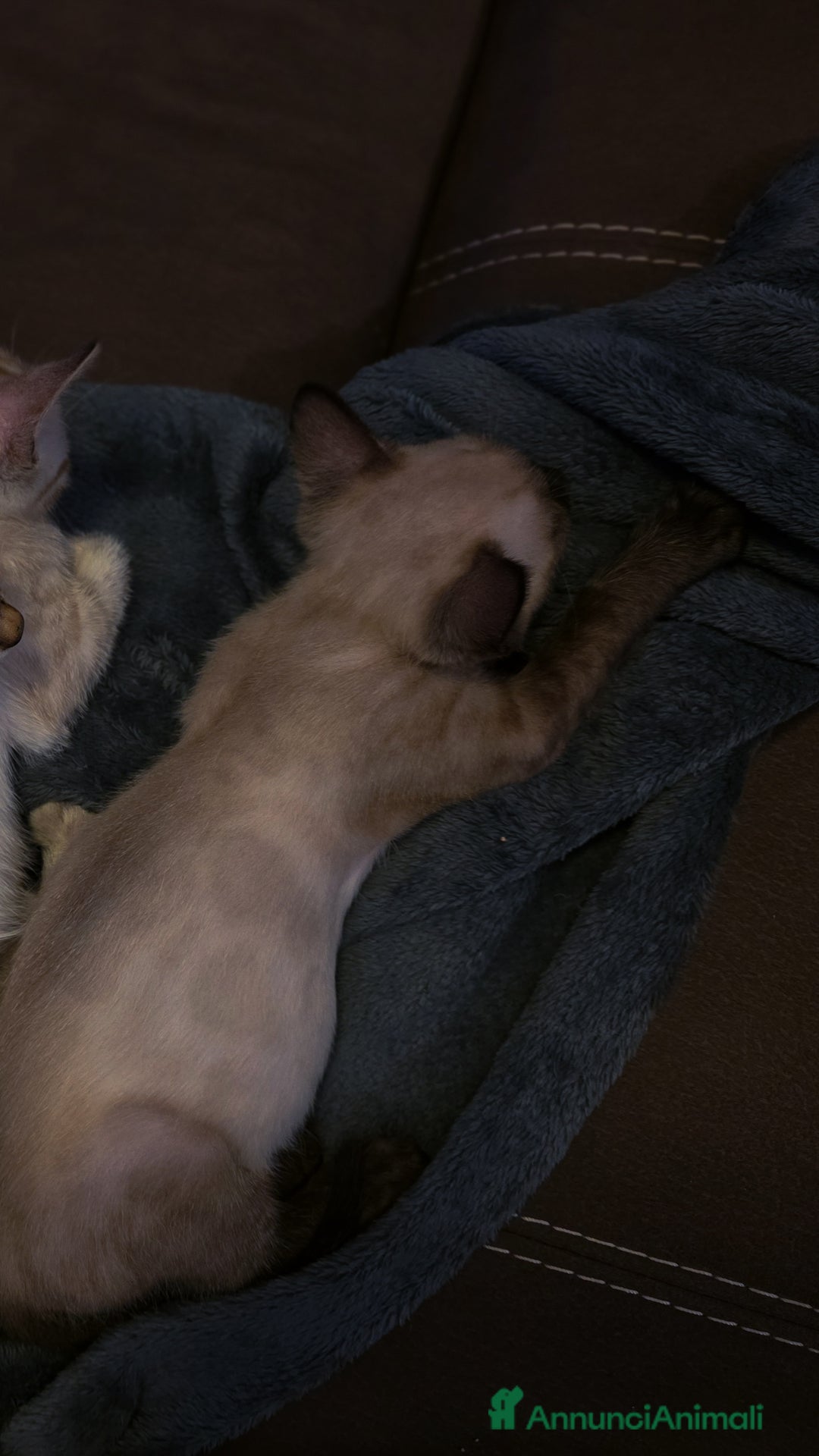 Bengala gatti in vendita: Cucciolo gatto bengala  - Annuncio 5