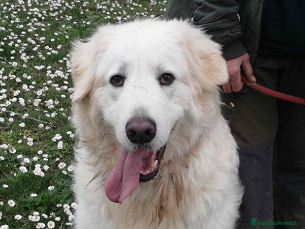 Meticcio cani IL BELLISSIMO BYRON HA BISOGNO DI UNA CASA - Annuncio 4