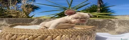 Bulldog Francese cani in vendita: Splendidi cuccioli Bulldog Francese a Provincia di Taranto - Annuncio 7