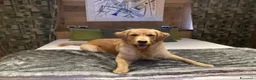 Golden Retriever cani per accoppiamento: Golden retriever Americano  per accoppiamento  - Annuncio 4