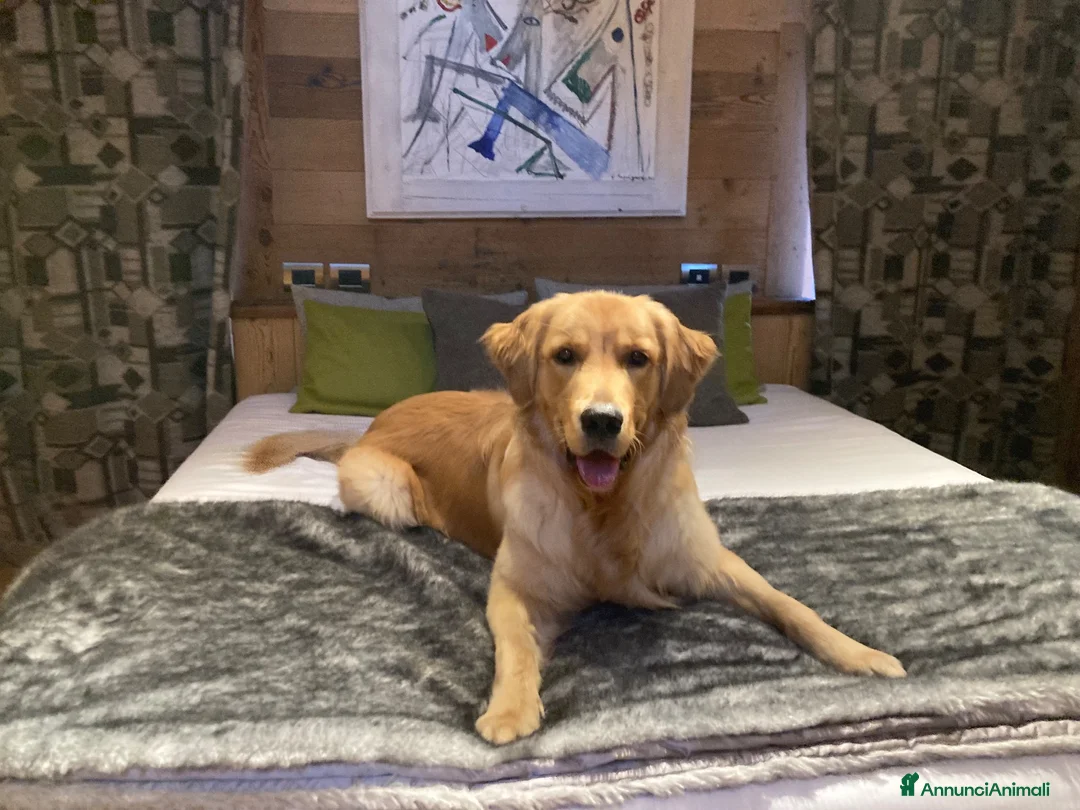 Golden Retriever cani per accoppiamento: Golden retriever Americano  per accoppiamento  - Annuncio 4