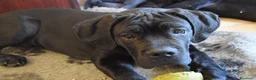 Cane Corso cani in vendita: Cucciola di cane corso - Annuncio 4
