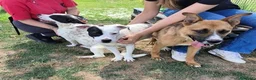 Meticcio cani in regalo: Regina, una cucciola principessa - Annuncio 8