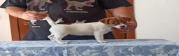 Jack Russell cani in vendita: Cucciolata jack Russell terrier con pedigree  - Annuncio 9