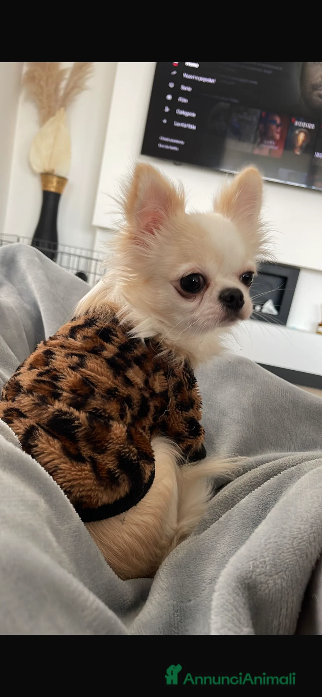 Chihuahua cani in vendita: Chihuahua pedigree  - Annuncio 2