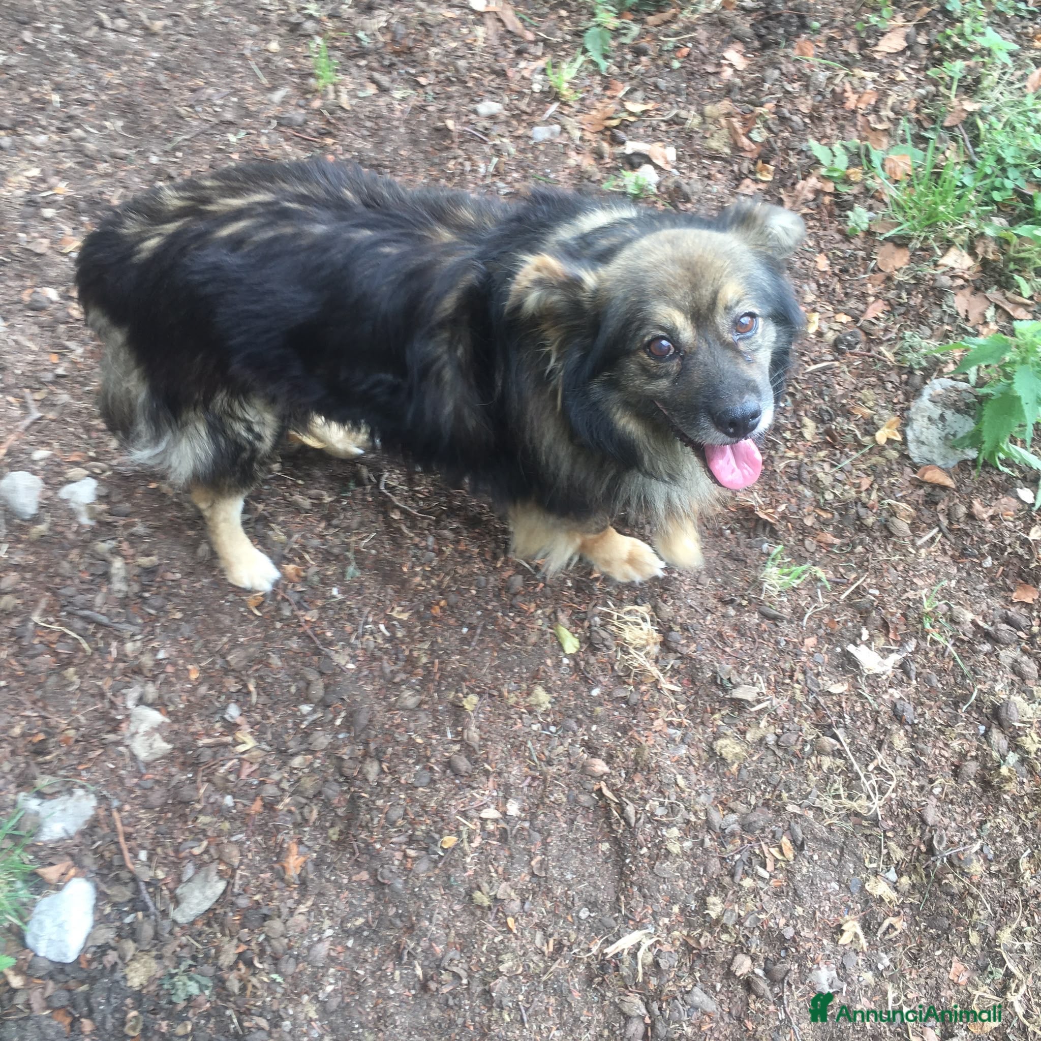 Segugio cani Cani adulti meticcio e segugio  - Annuncio 2