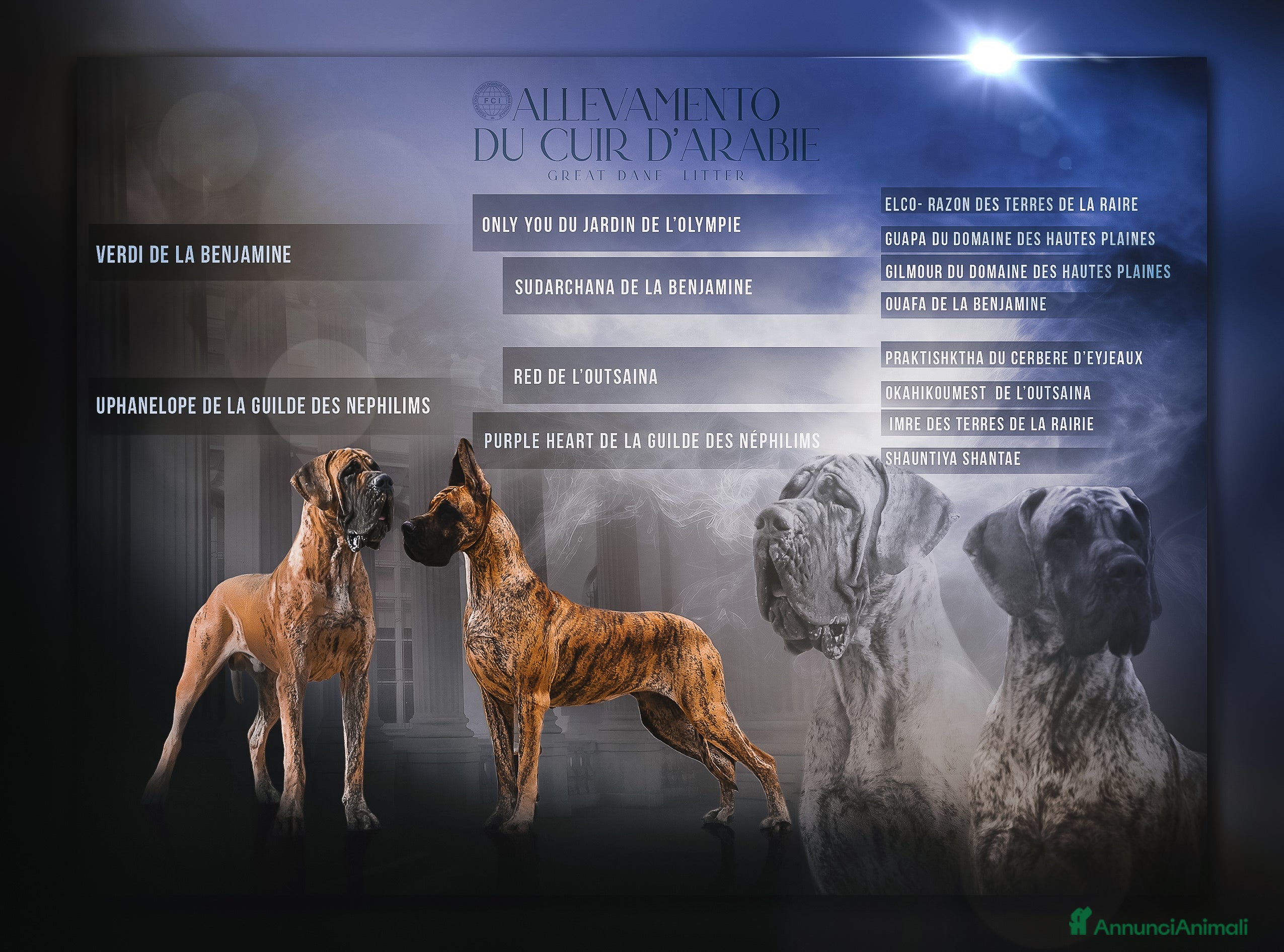 Alano cani Alani Fulvi e Tigrati - Annuncio 23