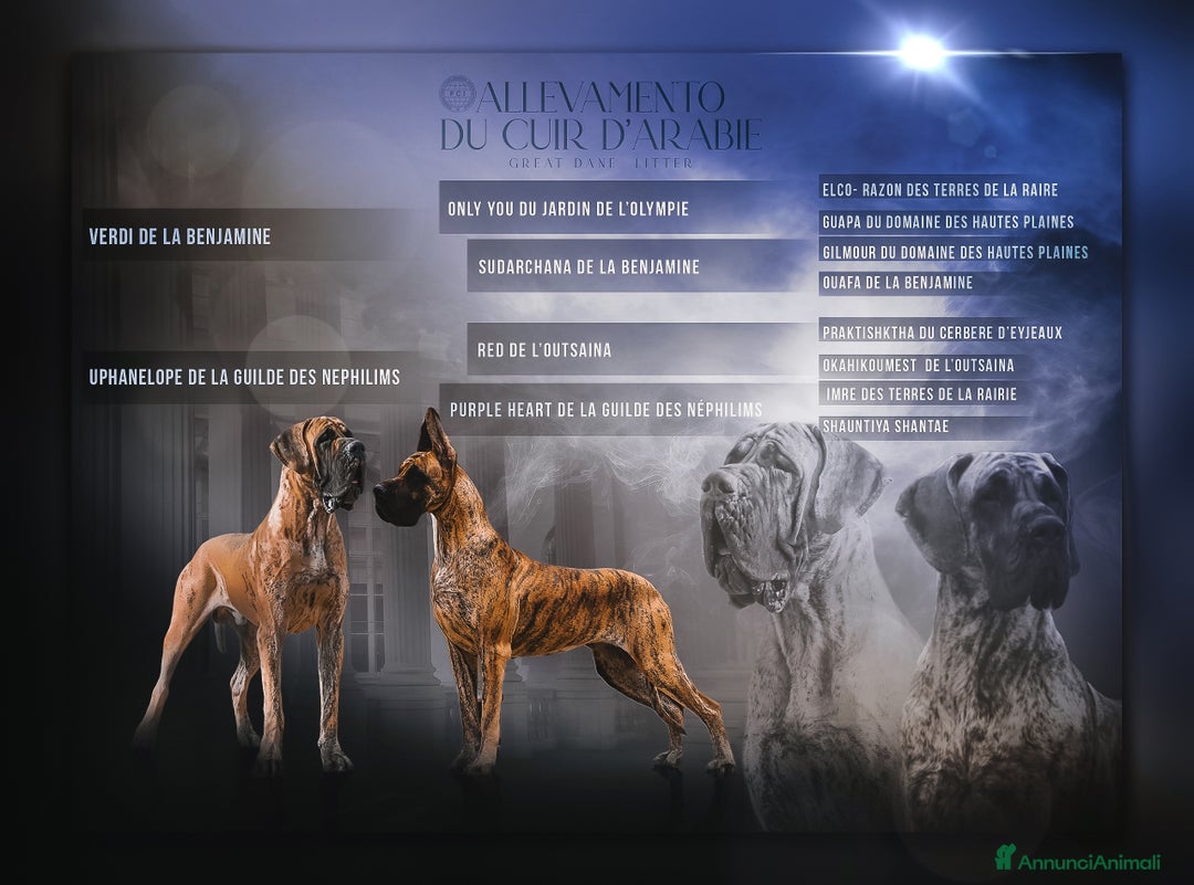 Alano cani in vendita: Alani Fulvi e Tigrati - Annuncio 1