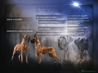 Alano cani Alani Fulvi e Tigrati - Annuncio 4