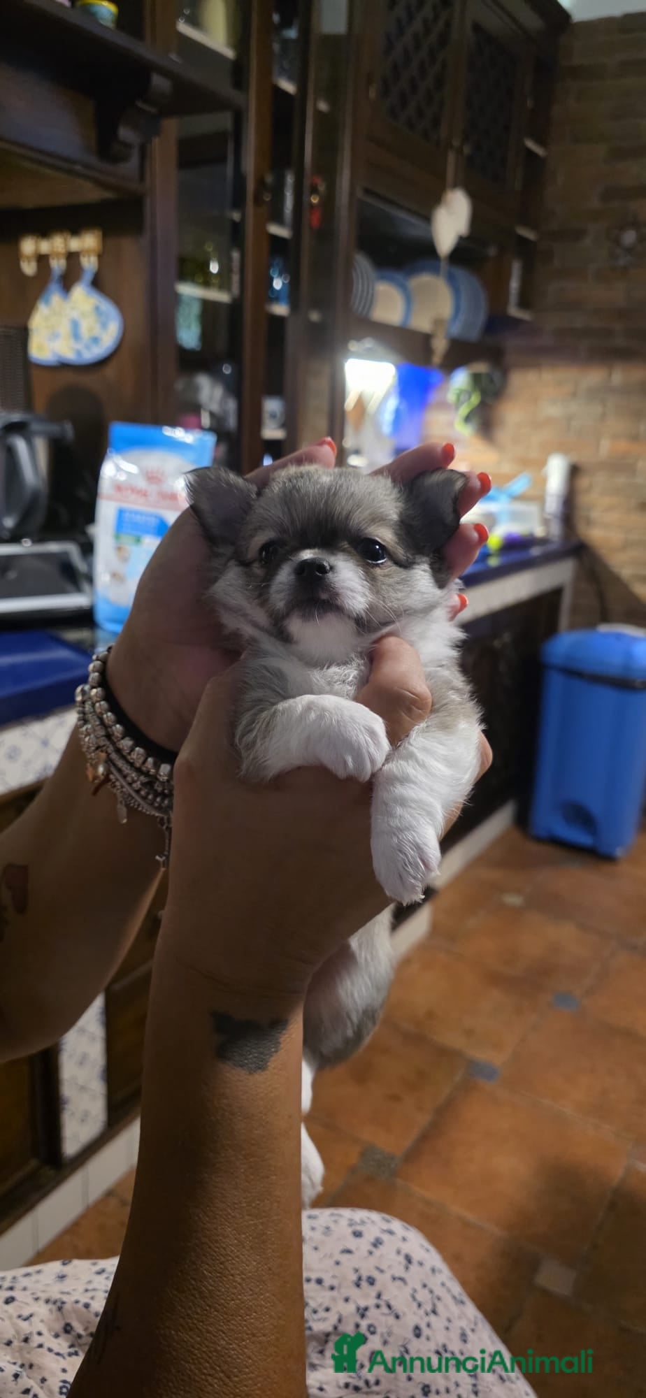 Chihuahua cani Cuccioli di chihuahua disponibili - Annuncio 6