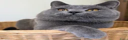 Certosino gatti in vendita: Cuccioli di Certosino con pedigree Anfi - Annuncio 2
