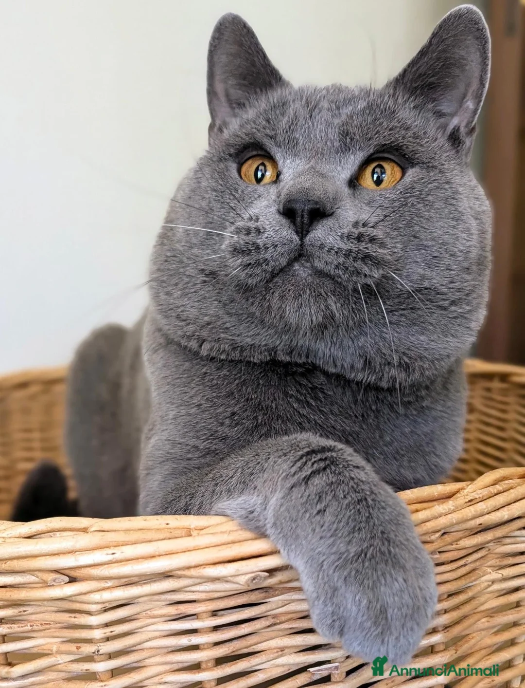 Certosino gatti in vendita: Cuccioli di Certosino con pedigree Anfi - Annuncio 2